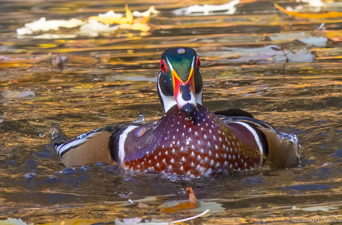 Canard branchu - ML643625315