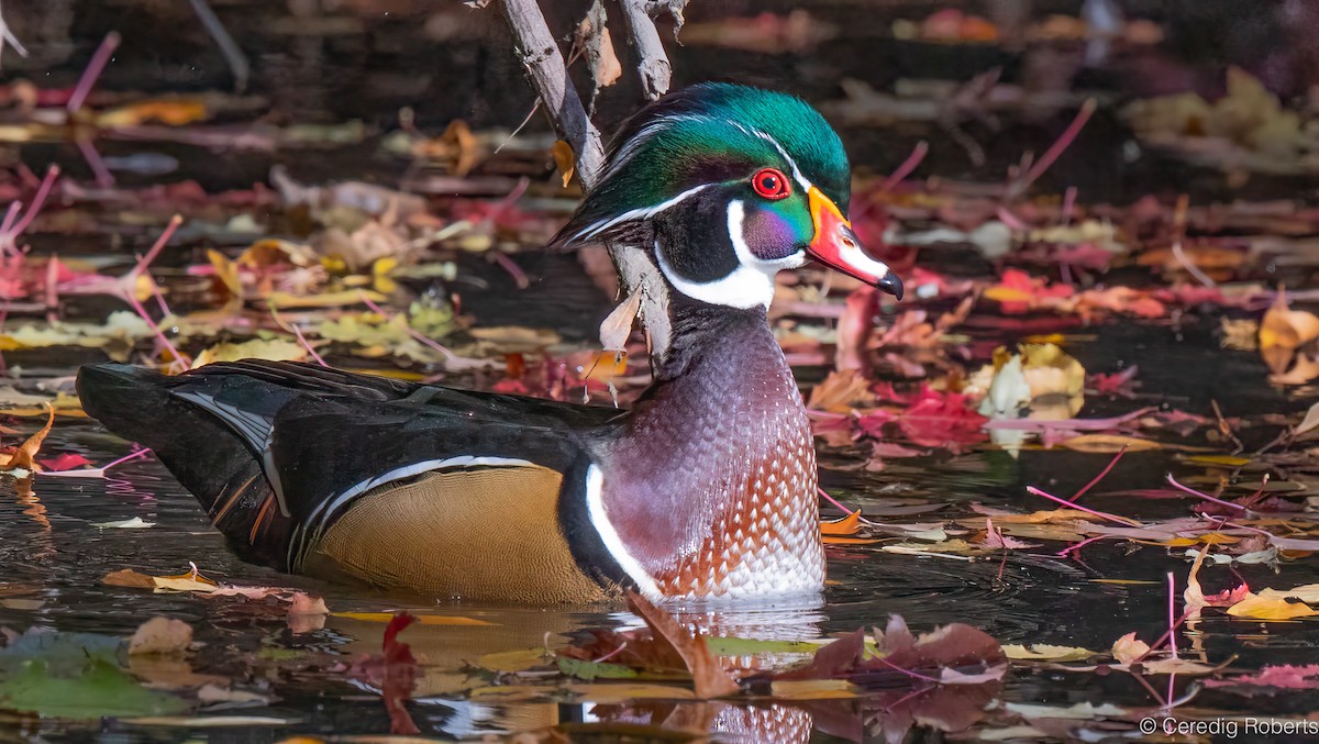 Canard branchu - ML643625316