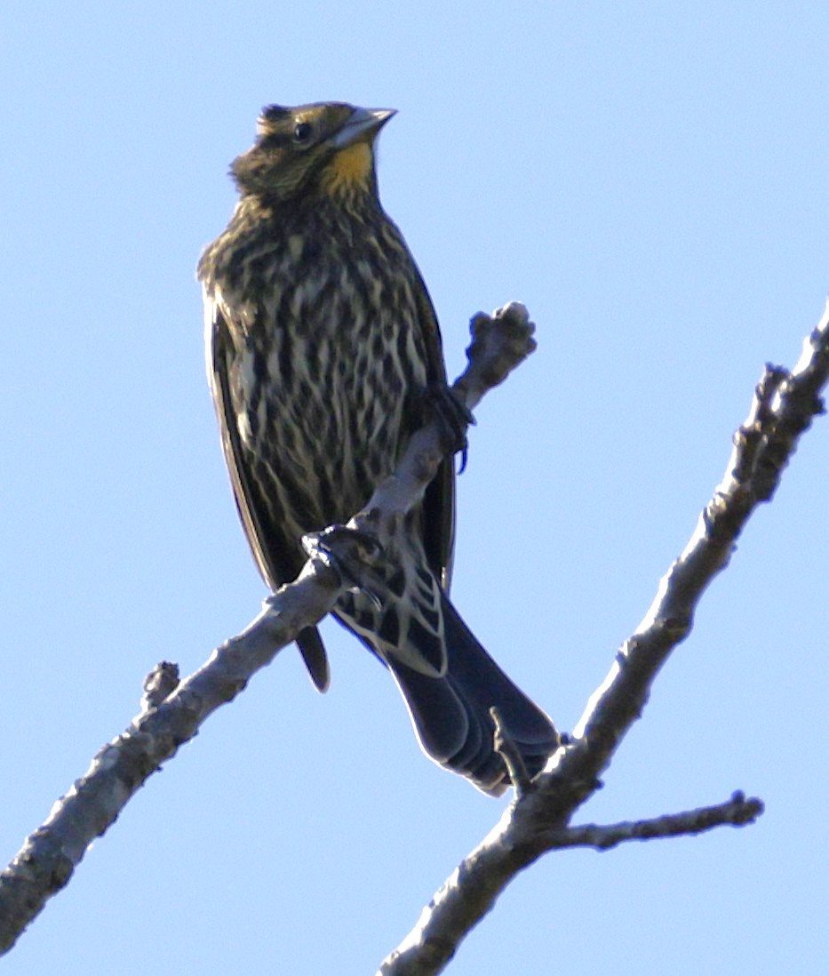 Red-winged Blackbird - ML643625327