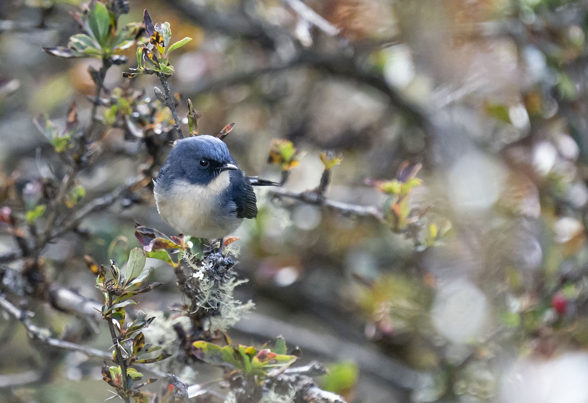 Slaty-blue Flycatcher - ML643625338