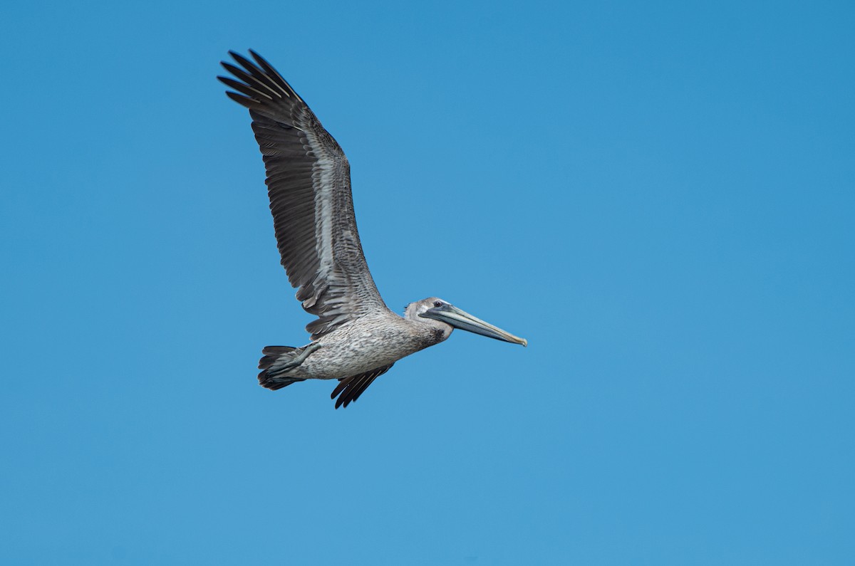 Brown Pelican - ML643625340