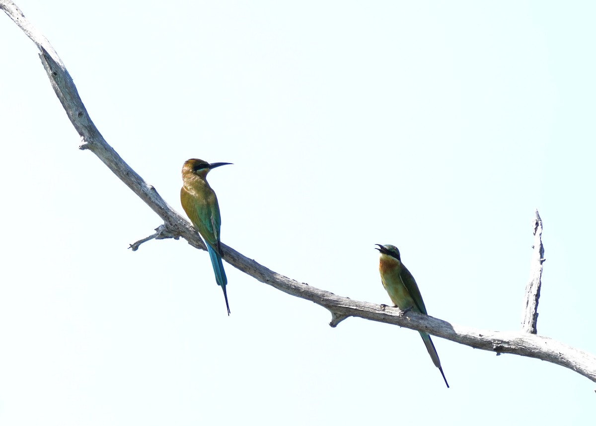 Blue-tailed Bee-eater - ML643625347