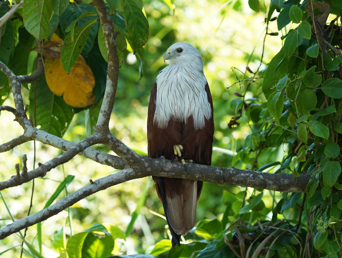 Brahminy Kite - ML643625365