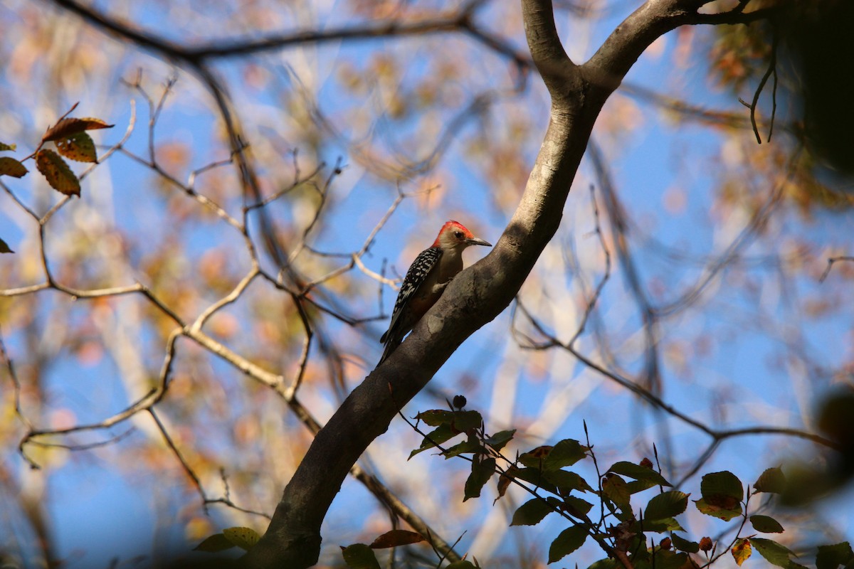 Red-bellied Woodpecker - ML643625376