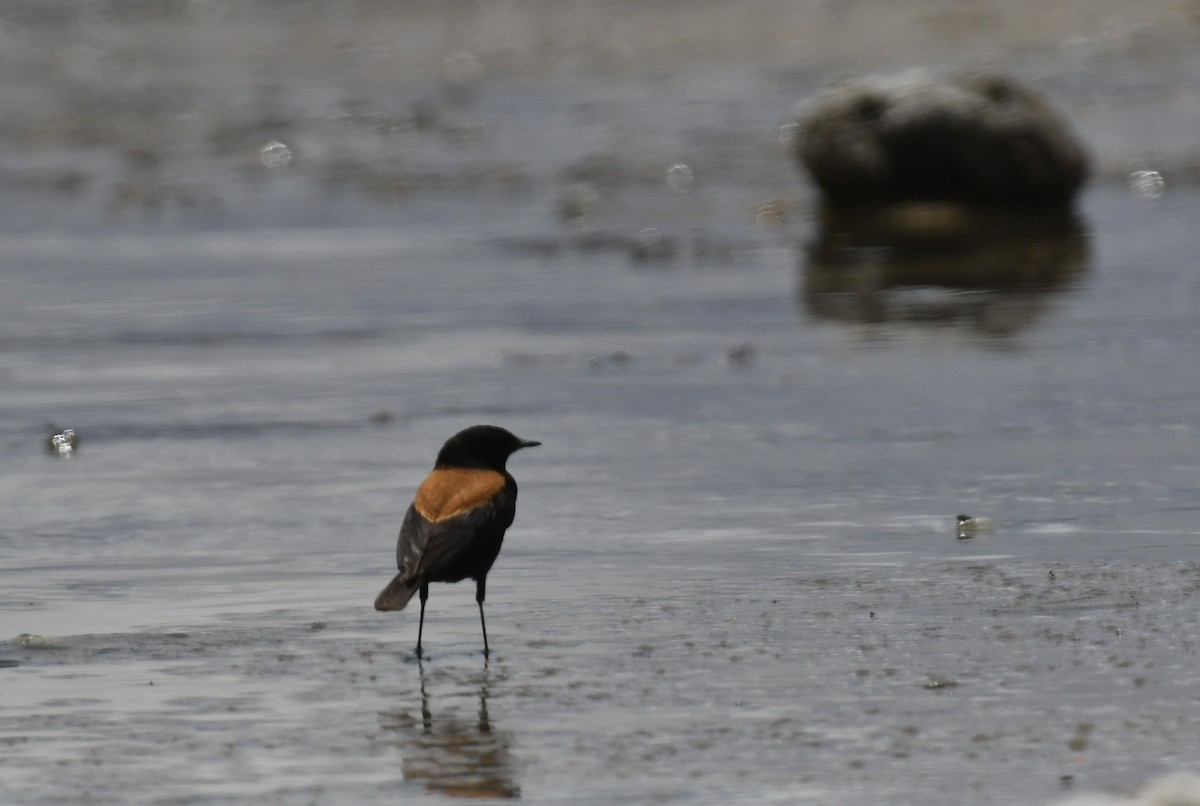 Andean Negrito - ML643625380