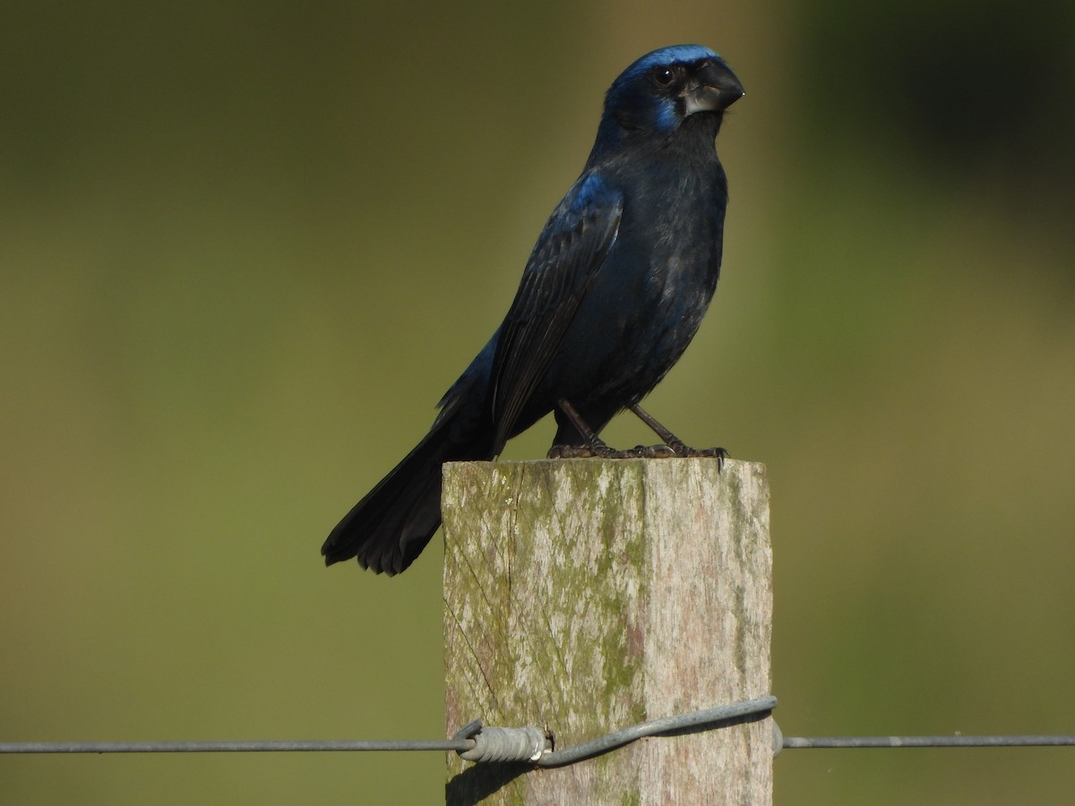 Ultramarine Grosbeak - ML643625398