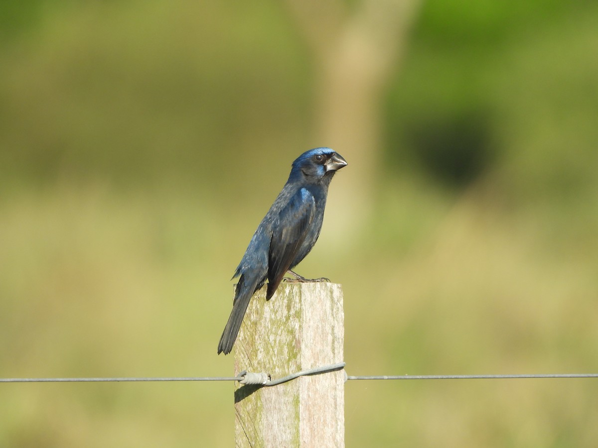 Ultramarine Grosbeak - ML643625399