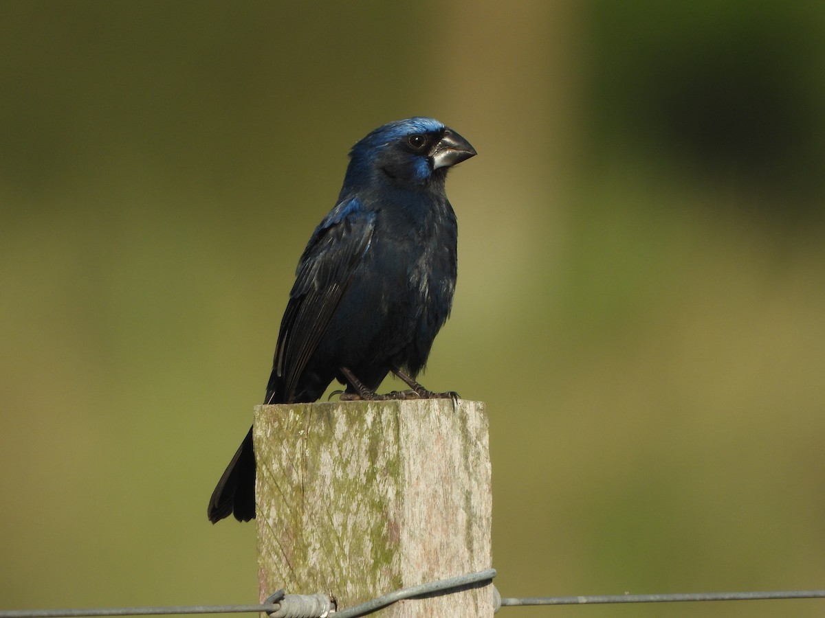 Ultramarine Grosbeak - ML643625400