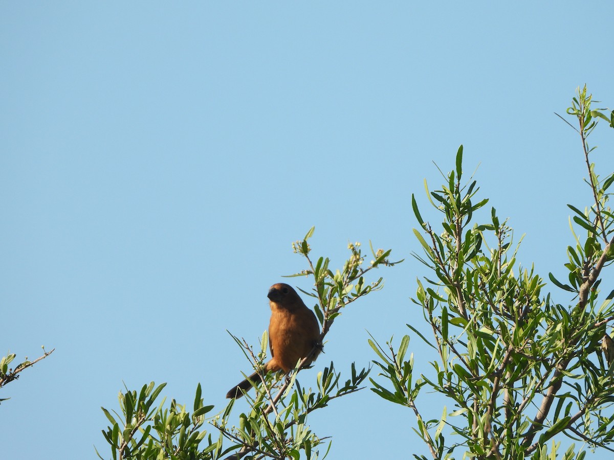 Ultramarine Grosbeak - ML643625401