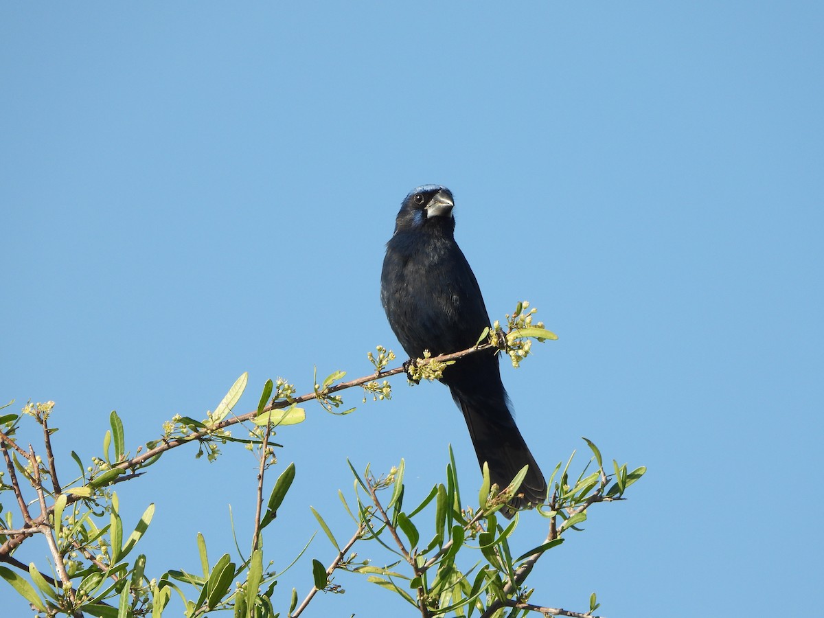Ultramarine Grosbeak - ML643625402