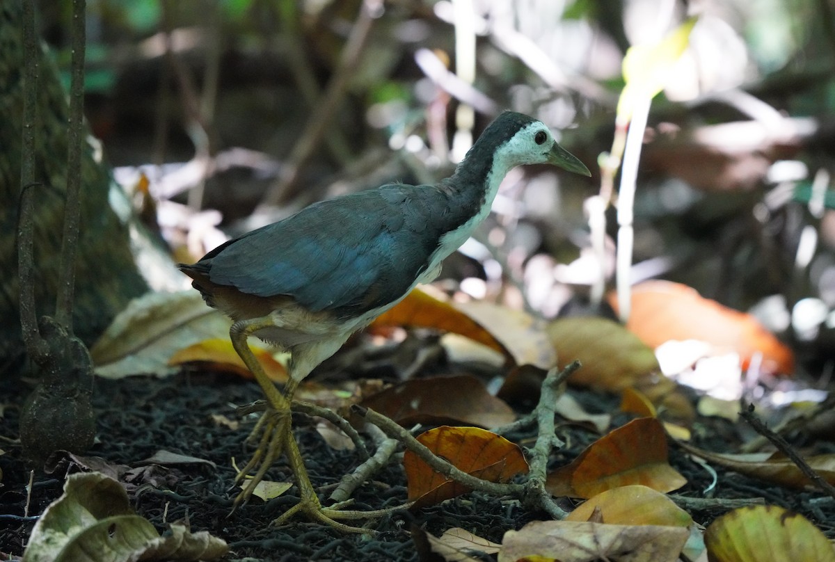White-breasted Waterhen - ML643625422