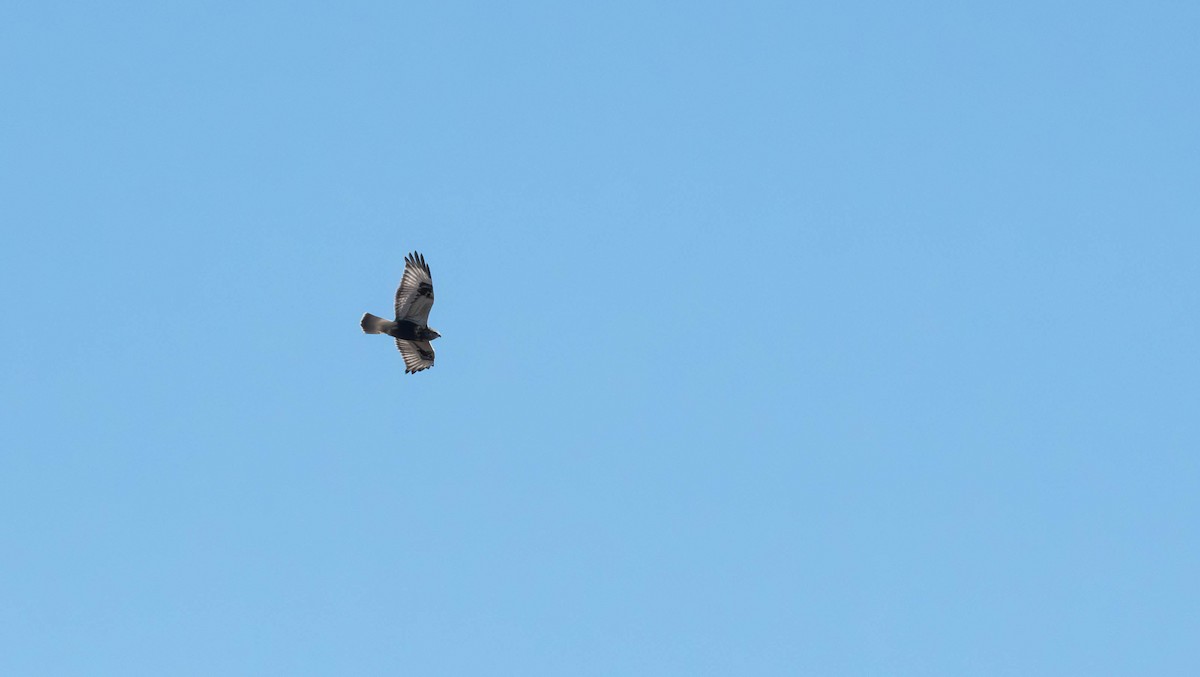 Rough-legged Hawk - ML643625496