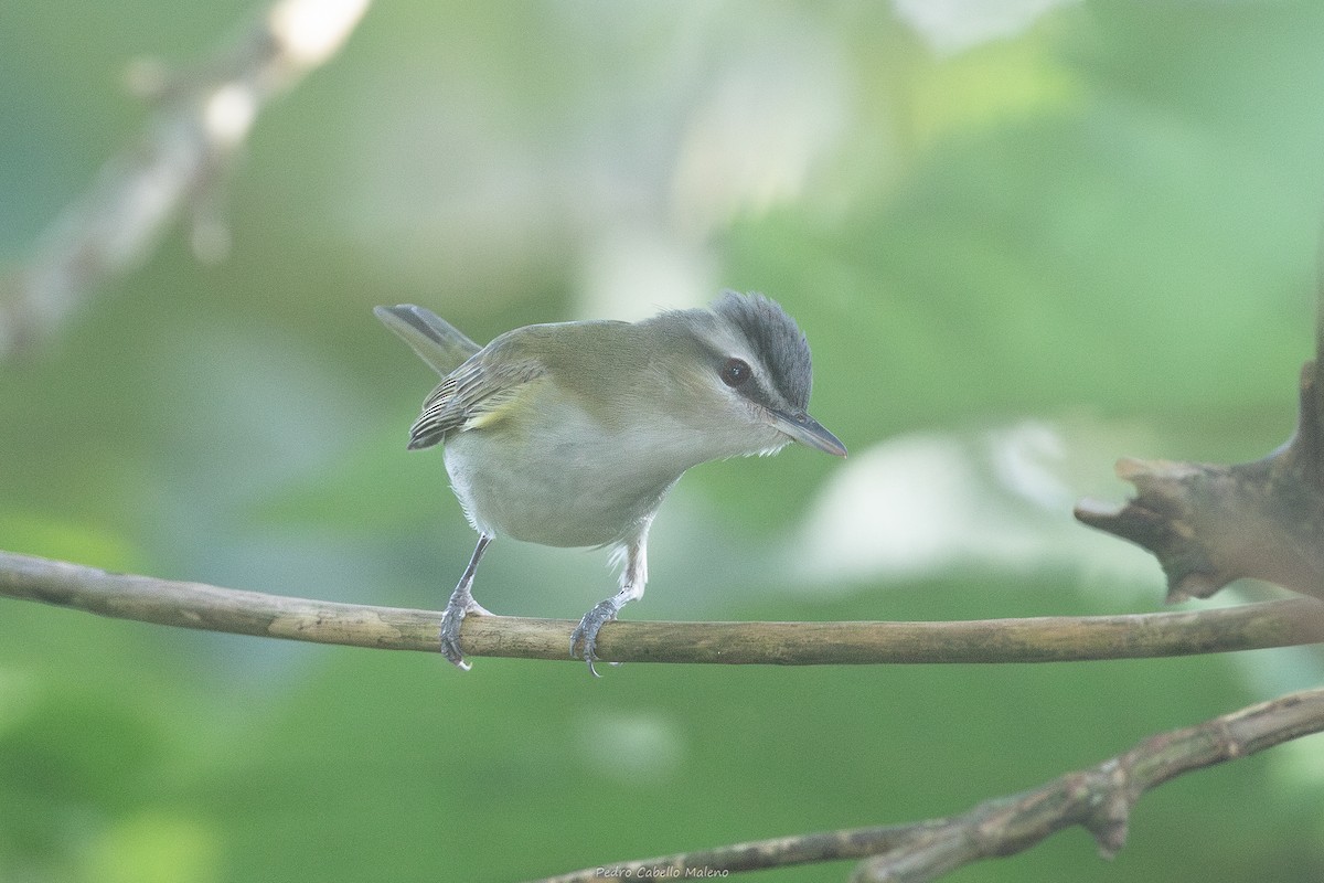 Red-eyed Vireo - ML643625509