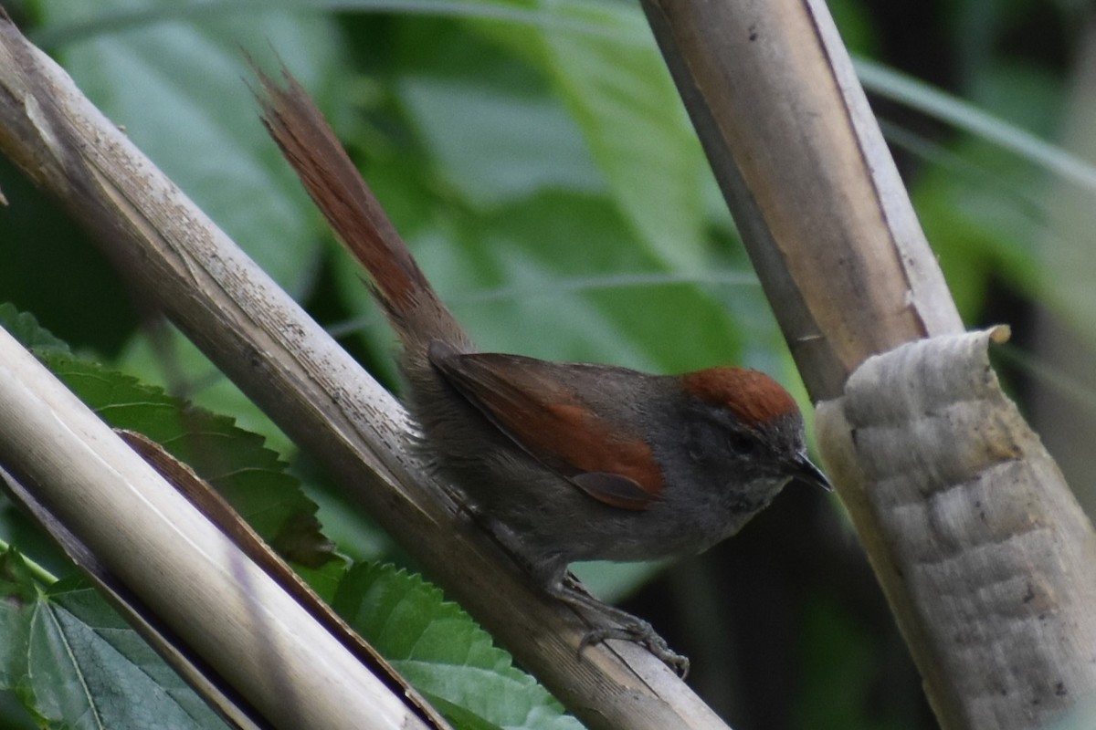 Sooty-fronted Spinetail - ML643625516
