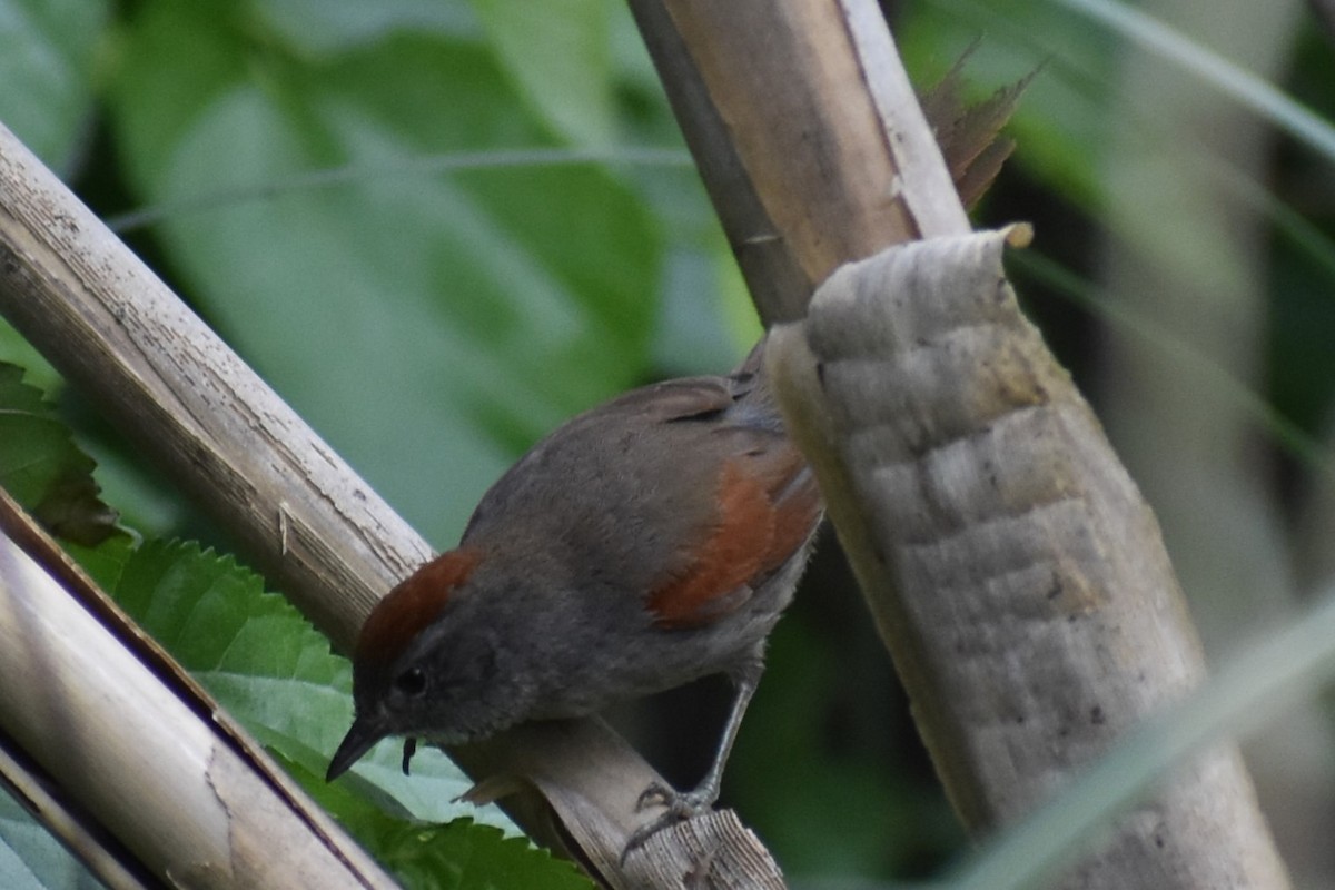 Sooty-fronted Spinetail - ML643625517