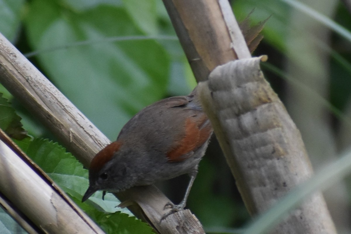Sooty-fronted Spinetail - ML643625518