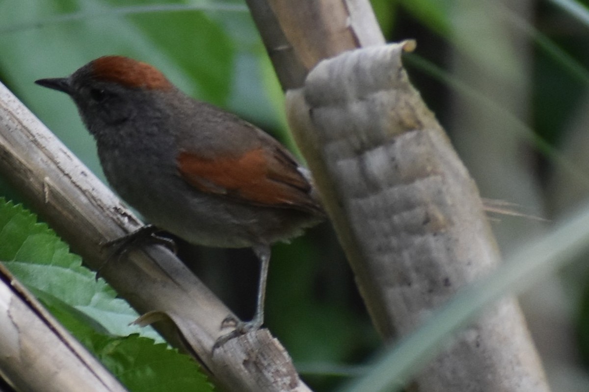 Sooty-fronted Spinetail - ML643625519