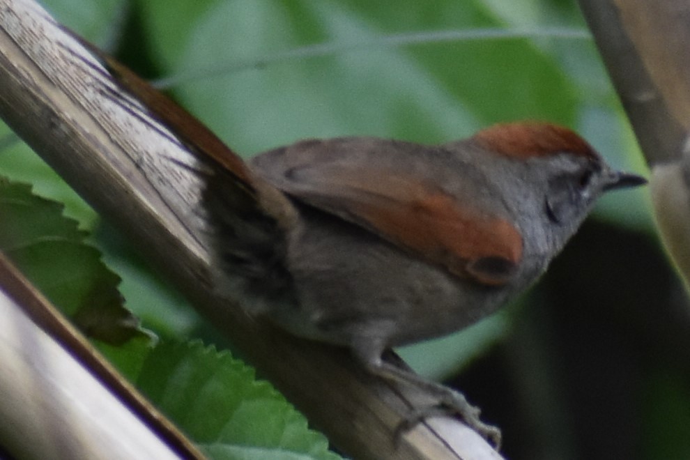 Sooty-fronted Spinetail - ML643625520
