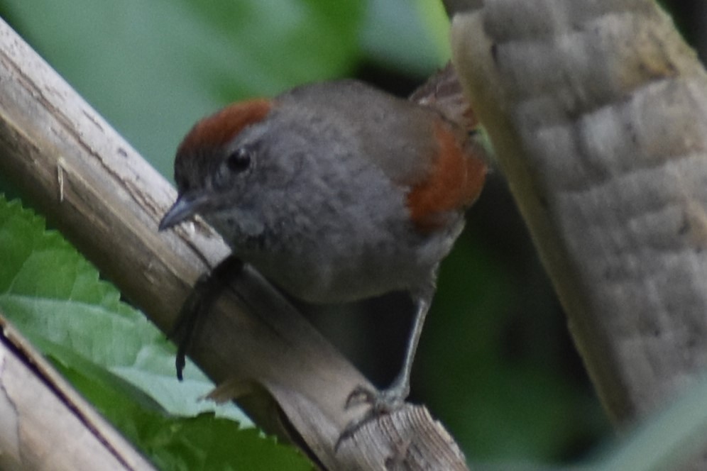 Sooty-fronted Spinetail - ML643625521
