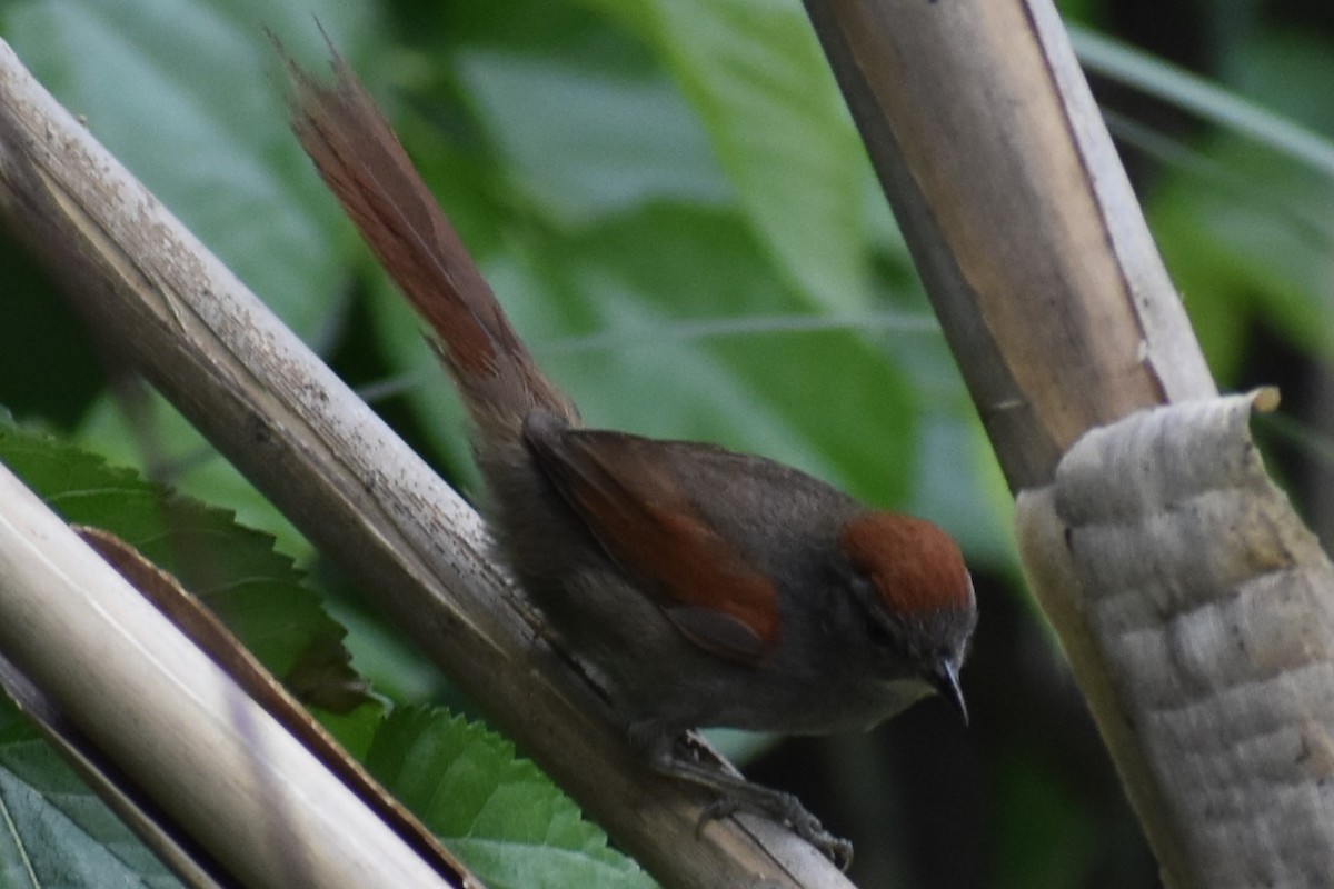 Sooty-fronted Spinetail - ML643625522