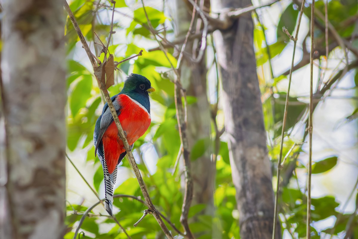 Collared Trogon - ML643625536