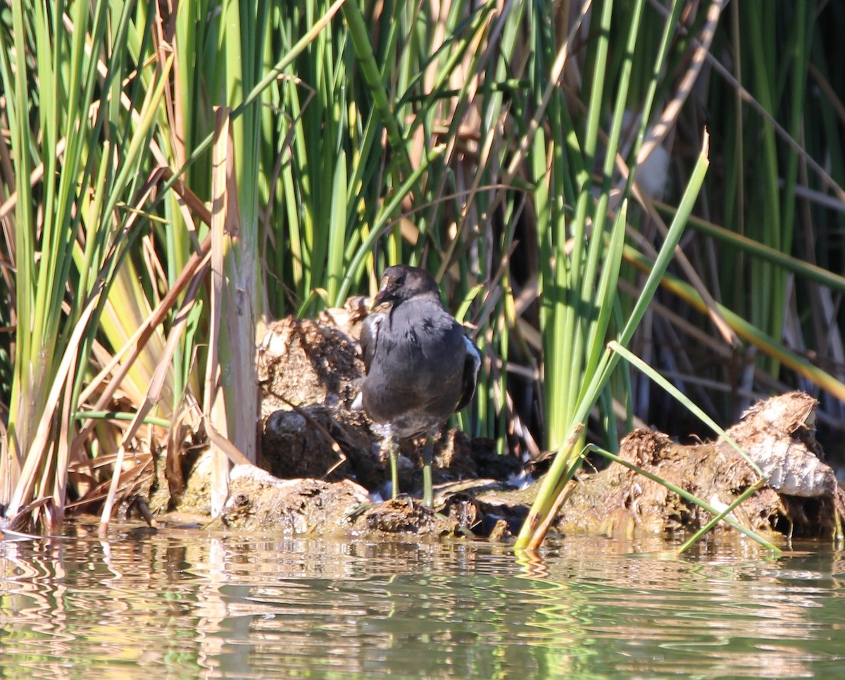 Gallinule d'Amérique - ML643625565