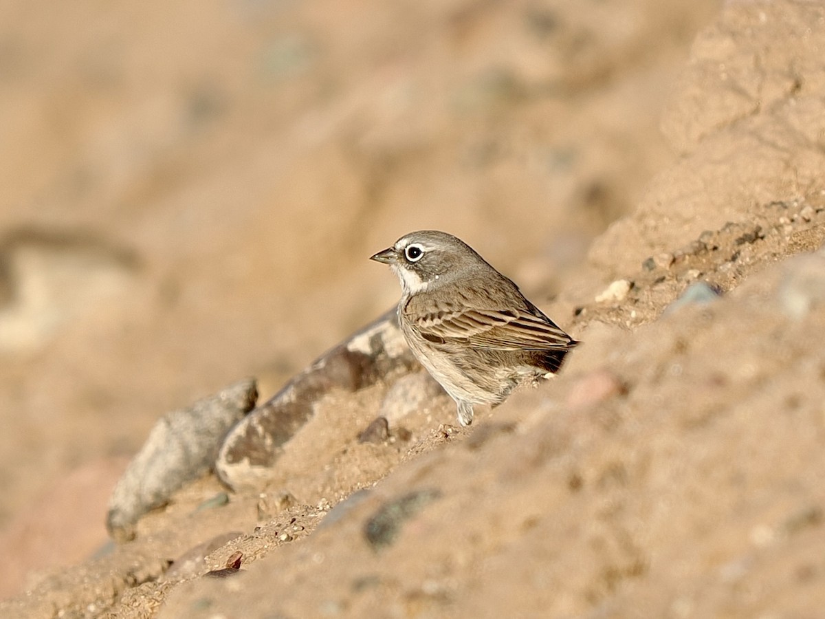Sagebrush Sparrow - ML643625568