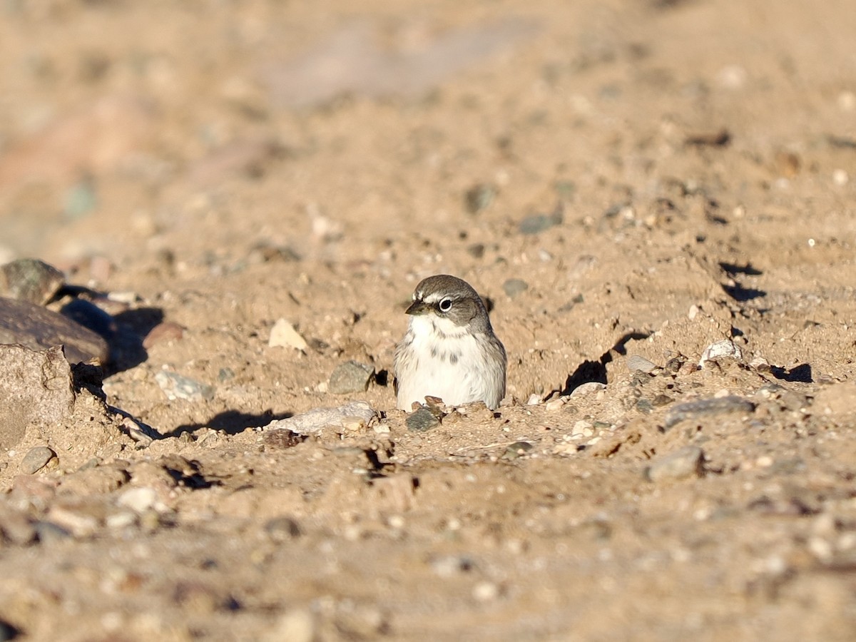 Sagebrush Sparrow - ML643625569