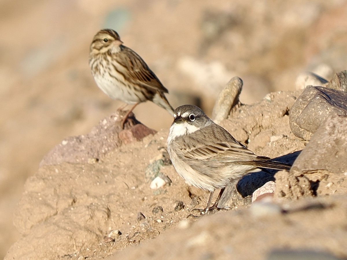 Sagebrush Sparrow - ML643625570
