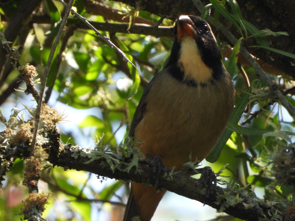 Golden-billed Saltator - ML643625576