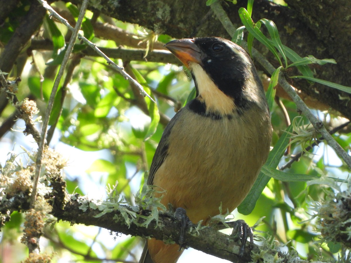Golden-billed Saltator - ML643625577
