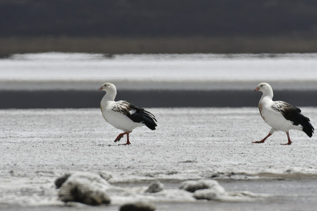 Andean Goose - ML643625590