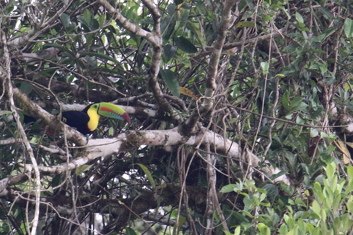 Keel-billed Toucan - ML643625591