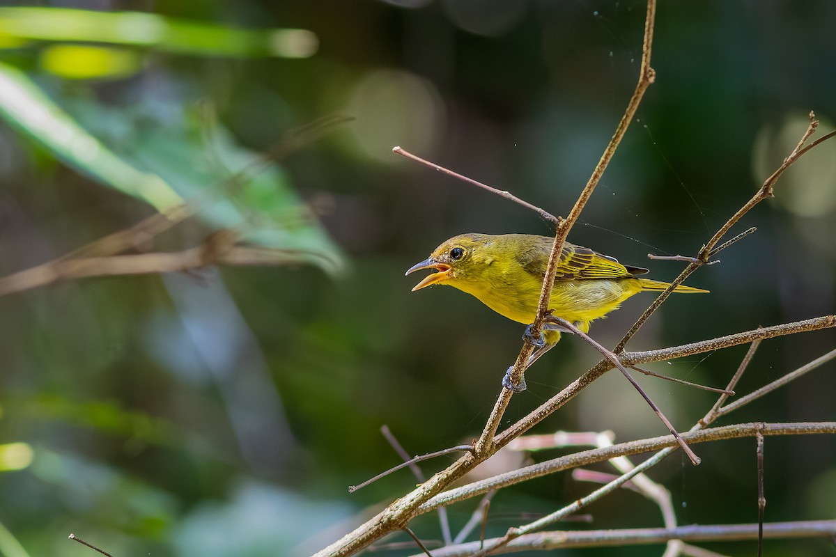 Yellow-backed Tanager - ML643625592