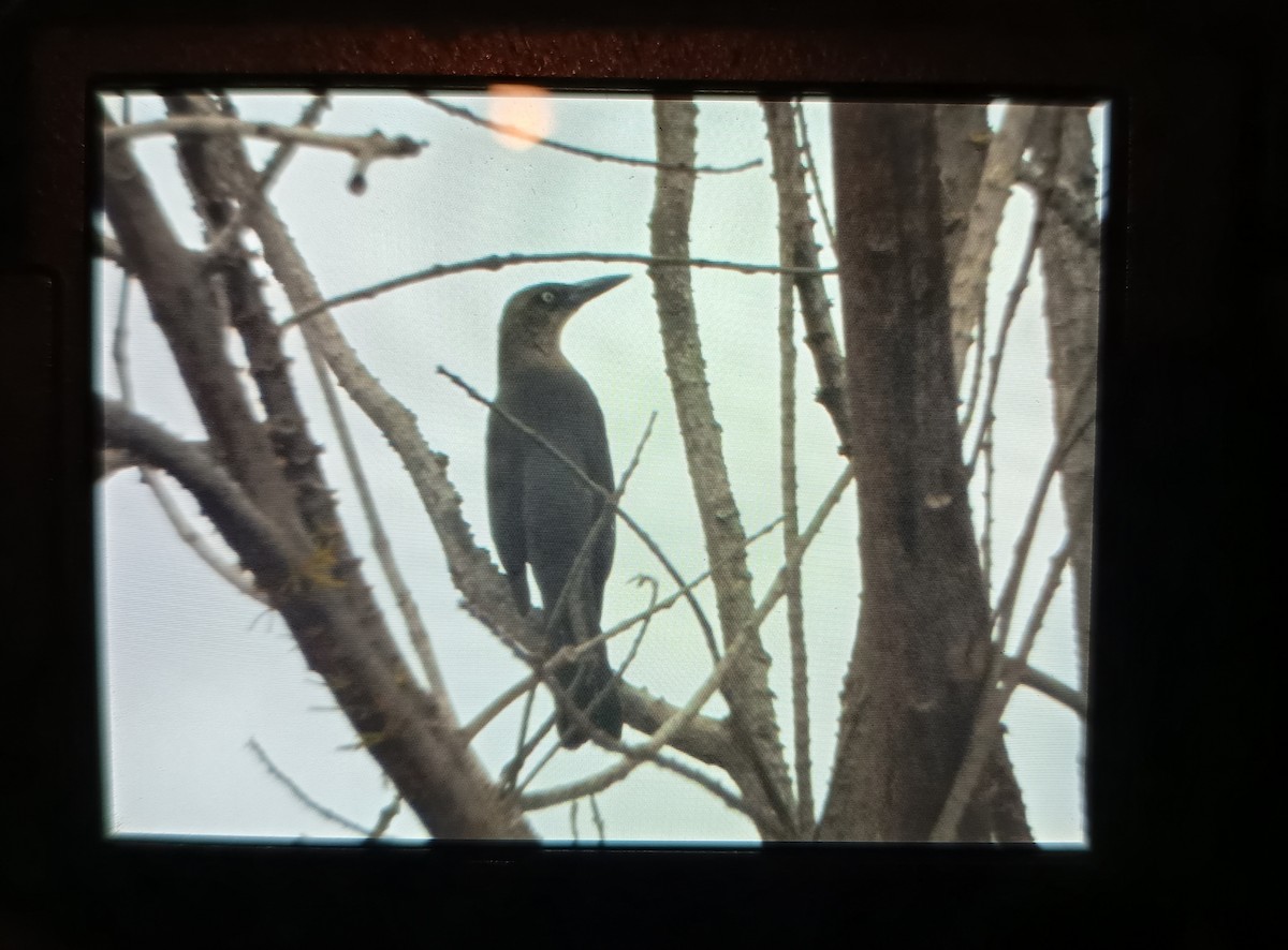 Great-tailed Grackle - ML643625594