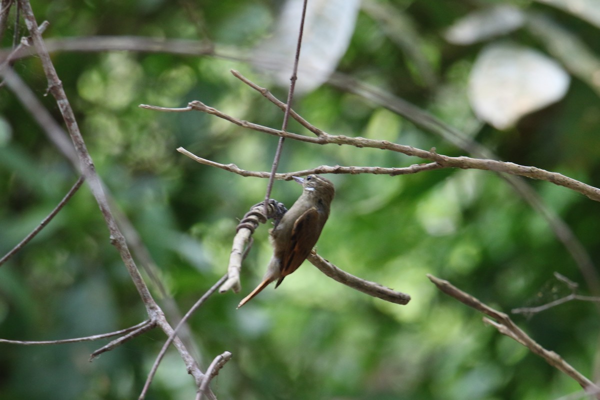 Northern Plain-Xenops - ML643625598