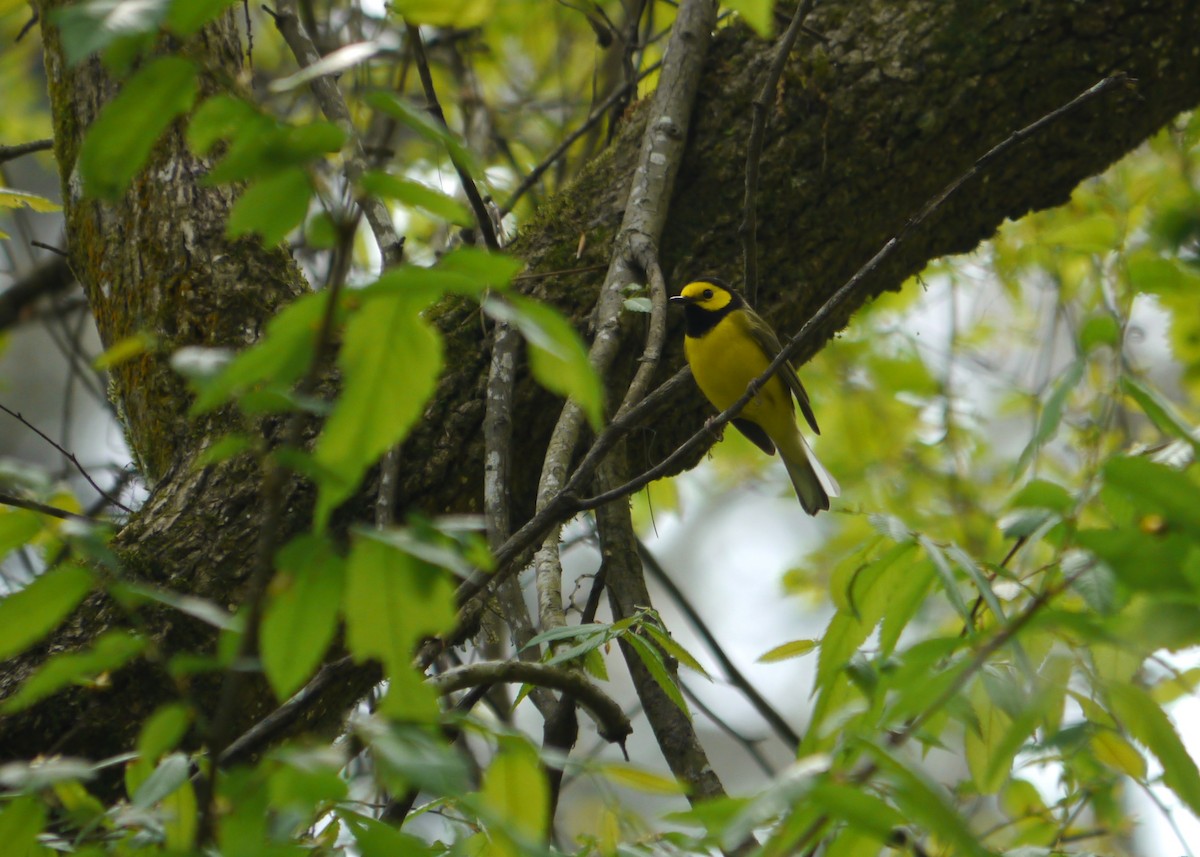 Hooded Warbler - ML643625602