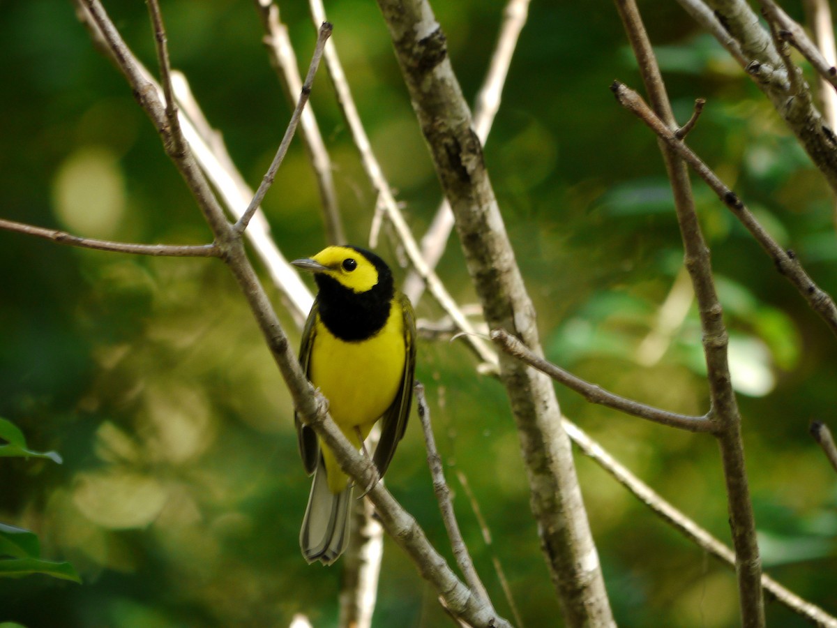 Hooded Warbler - ML643625603