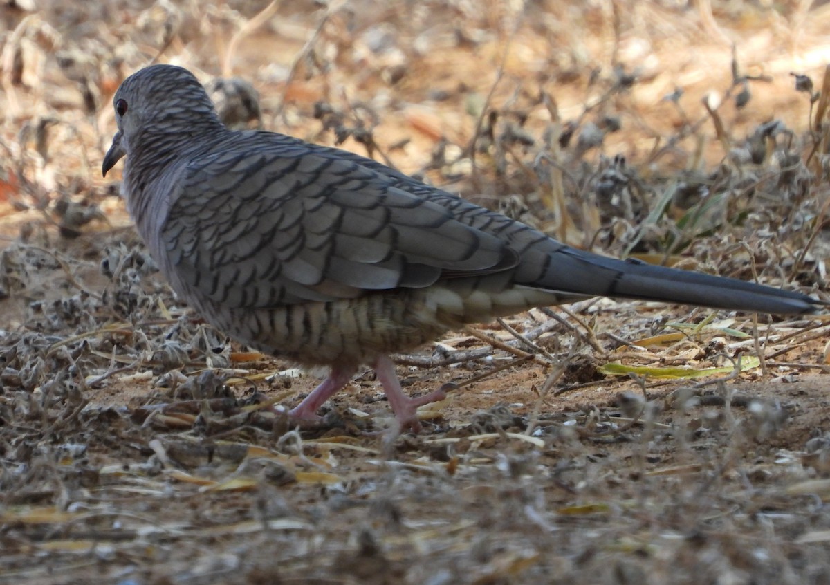 Inca Dove - ML643625607