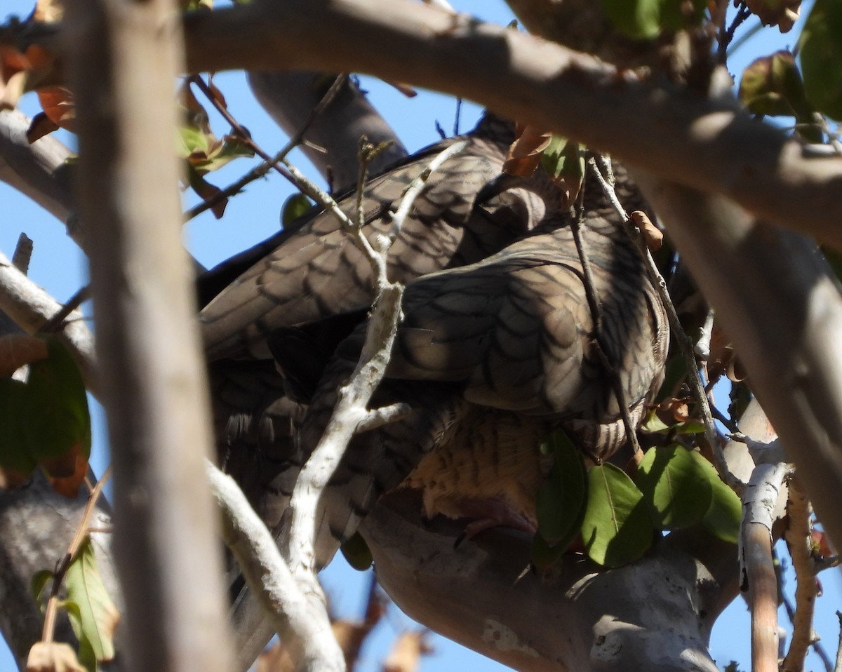 Inca Dove - ML643625608