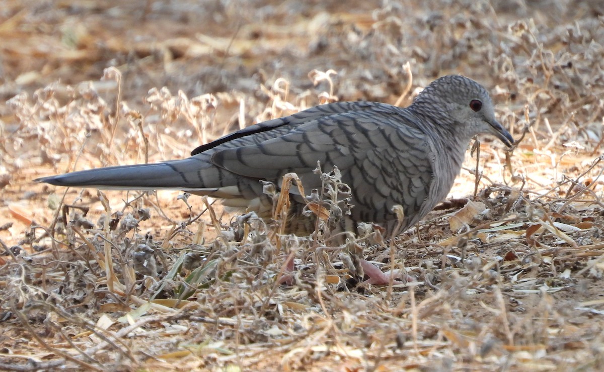 Inca Dove - ML643625609