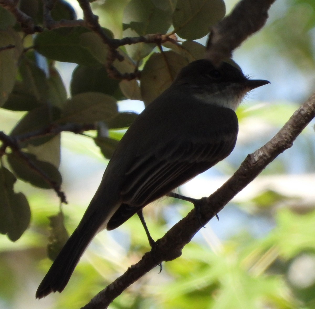 Eastern Phoebe - ML643625628