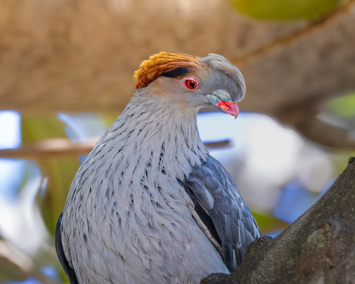Topknot Pigeon - ML643625635