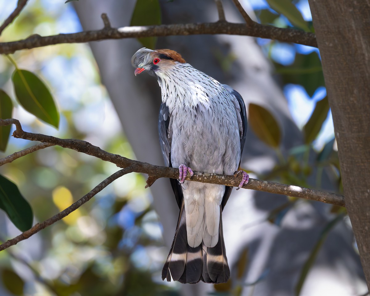 Topknot Pigeon - ML643625636