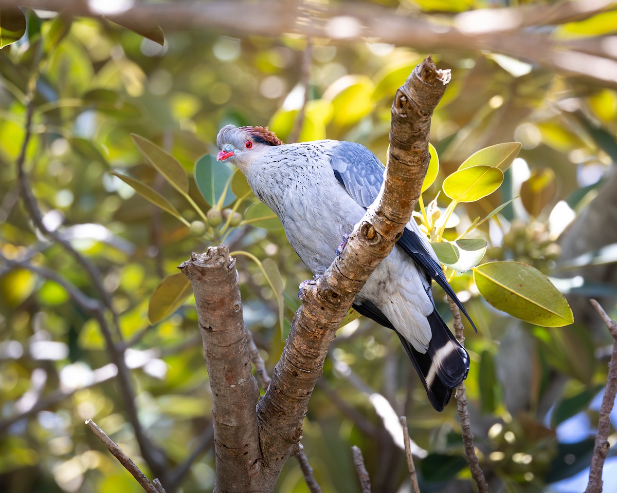 Topknot Pigeon - ML643625637