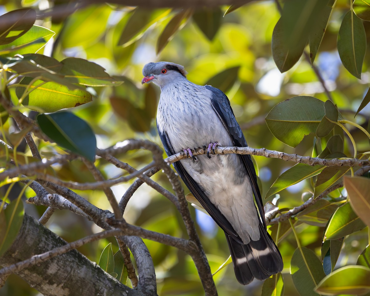 Topknot Pigeon - ML643625638