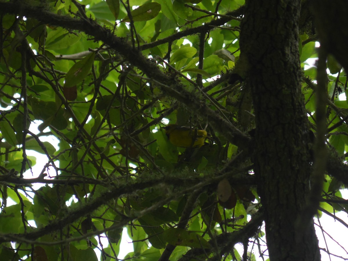 Lawrence's Warbler (hybrid) - ML643625640