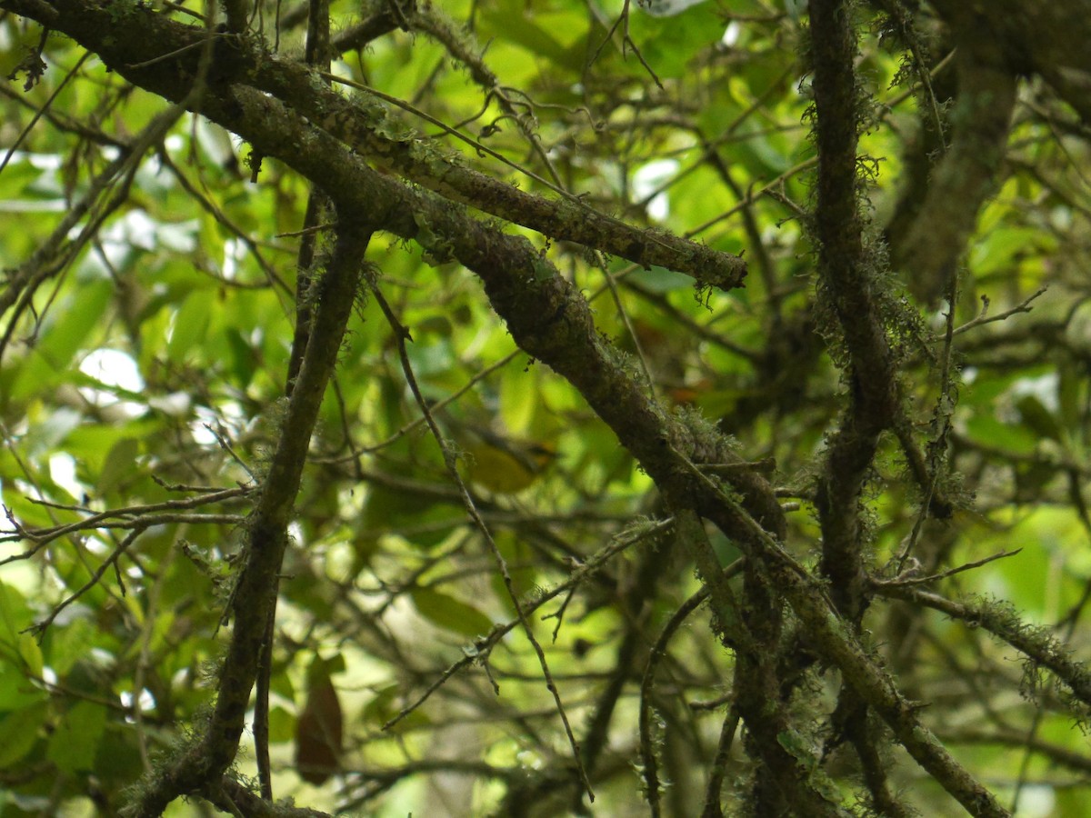 Lawrence's Warbler (hybrid) - ML643625641
