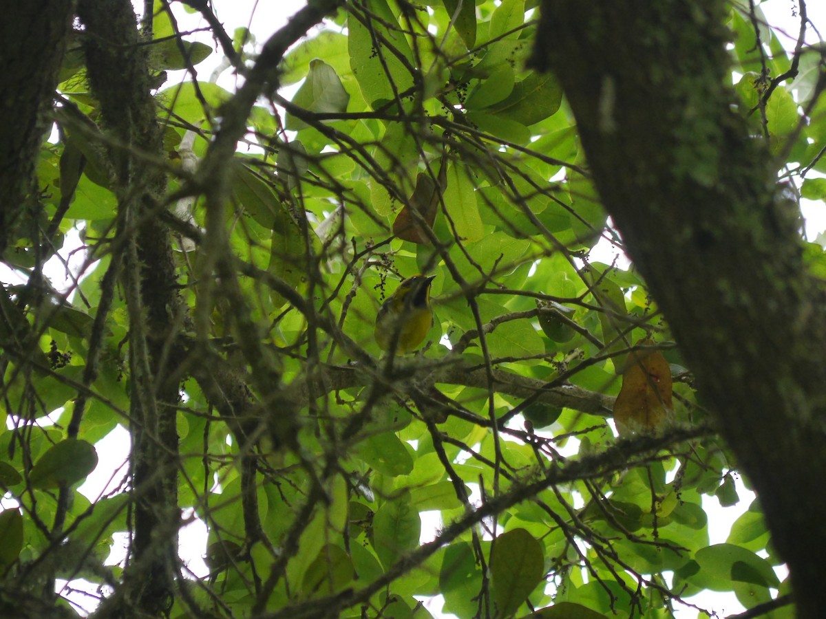 Lawrence's Warbler (hybrid) - ML643625642