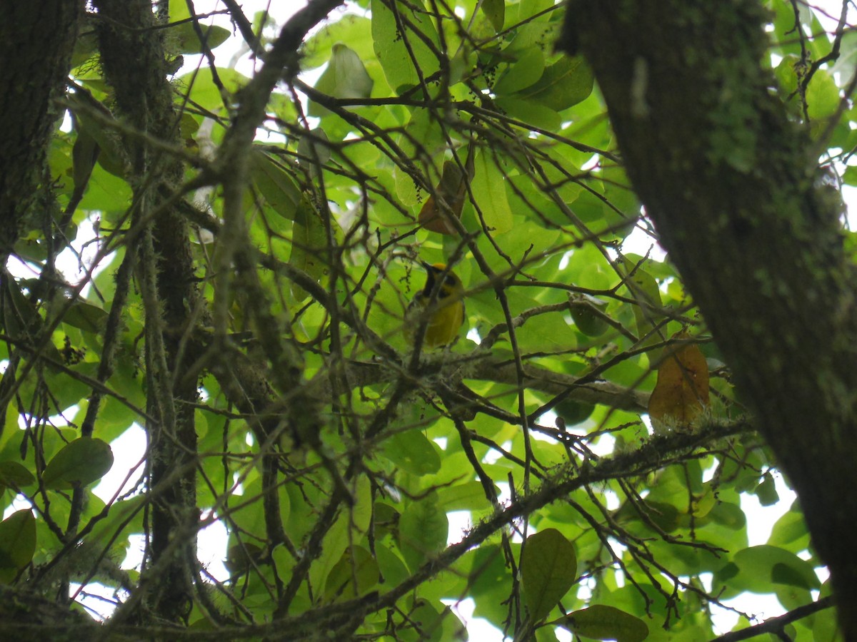 Lawrence's Warbler (hybrid) - ML643625643